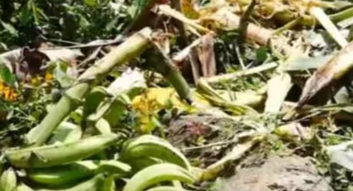 കണ്ണൂർ കൊട്ടിയൂർ പാലുകാച്ചിയിൽ നാശം വിതച്ച് കാട്ടാനക്കൂട്ടം കണ്ണൂർ കൊട്ടിയൂർ പാലുകാച്ചിയിൽ നാശം വിതച്ച് കാട്ടാനക്കൂട്ടം