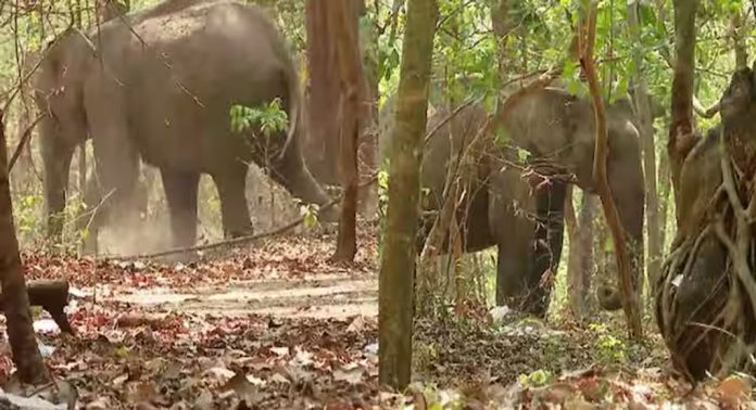 പാലക്കാട് ട്രെയിൻ തട്ടി പരിക്കേറ്റ ആനയ്ക്ക് നിസാര പരിക്ക് മാത്രമെന്ന് വെറ്ററിനറി സർജൻ പാലക്കാട് ട്രെയിൻ തട്ടി പരിക്കേറ്റ ആനയ്ക്ക് നിസാര പരിക്ക് മാത്രമെന്ന് വെറ്ററിനറി സർജൻ