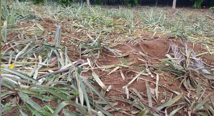 അരുവാപ്പുലം കല്ലേലി എസ്റ്റേറ്റിൽ കാട്ടാന ശല്യം രൂക്ഷമാകുന്നു അരുവാപ്പുലം കല്ലേലി എസ്റ്റേറ്റിൽ കാട്ടാന ശല്യം രൂക്ഷമാകുന്നു
