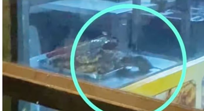 ഭക്ഷണം വാങ്ങാനെത്തിയപ്പോൾ അൽഫഹം ആസ്വദിച്ച് കഴിക്കുന്ന എലി ; പിന്നാലെ ഉദ്യോഗസ്ഥരെത്തി ഹോട്ടൽ അടച്ചു പൂട്ടി ഭക്ഷണം വാങ്ങാനെത്തിയപ്പോൾ അൽഫഹം ആസ്വദിച്ച് കഴിക്കുന്ന എലി ; പിന്നാലെ ഉദ്യോഗസ്ഥരെത്തി ഹോട്ടൽ അടച്ചു പൂട്ടി