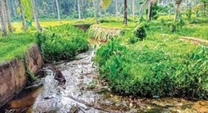 വീതികുറഞ്ഞ് കൊടുമൺ തോട് ; ആശങ്കയില് നെല്ക്കര്ഷകര് വീതികുറഞ്ഞ് കൊടുമൺ തോട് ; ആശങ്കയില് നെല്ക്കര്ഷകര്