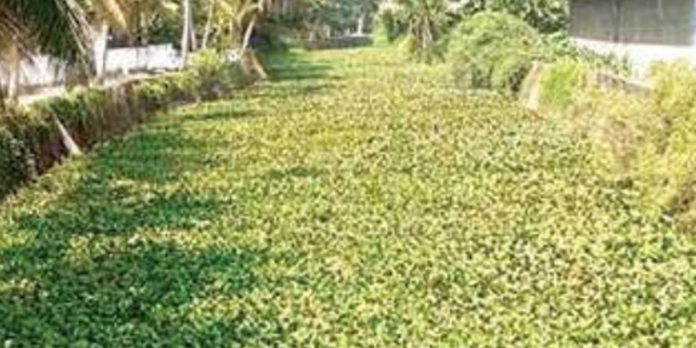 പദ്ധതിയെല്ലാം പാളി ; കോലറയാറിൽ വീണ്ടും മാലിന്യം നിറയുന്നു പദ്ധതിയെല്ലാം പാളി ; കോലറയാറിൽ വീണ്ടും മാലിന്യം നിറയുന്നു