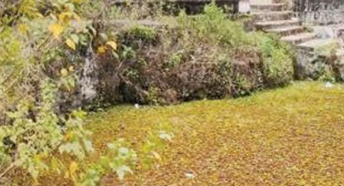പായൽ നിറഞ്ഞ് ഉപയോഗശൂന്യമായി പുല്ലാട് അരീക്കുഴിക്കുളം പായൽ നിറഞ്ഞ് ഉപയോഗശൂന്യമായി പുല്ലാട് അരീക്കുഴിക്കുളം
