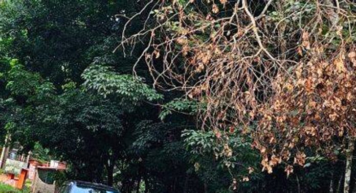 വാഹന യാത്രികർക്ക് അപകട ഭീഷണിയായി കാറ്റിൽ ഒടിഞ്ഞ മരച്ചില്ല ; ഭീതിയില് നാട്ടുകാര് വാഹന യാത്രികർക്ക് അപകട ഭീഷണിയായി കാറ്റിൽ ഒടിഞ്ഞ മരച്ചില്ല ; ഭീതിയില് നാട്ടുകാര്