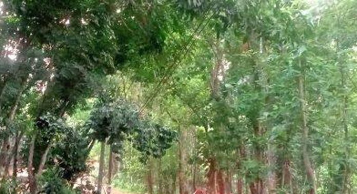 റബർ മരം ഒടിഞ്ഞുവീണ് വൈദ്യുതിബന്ധം തകരാറിലായി റബർ മരം ഒടിഞ്ഞുവീണ് വൈദ്യുതിബന്ധം തകരാറിലായി
