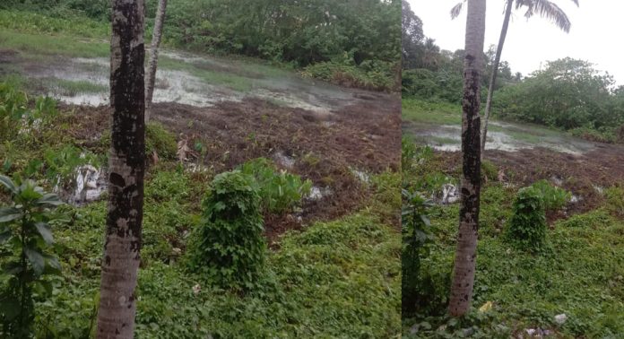 കോന്നിയിൽ കക്കൂസ് മാലിന്യം തള്ളിയവർക്ക് എതിരെ നടപടിയില്ല കോന്നിയിൽ കക്കൂസ് മാലിന്യം തള്ളിയവർക്ക് എതിരെ നടപടിയില്ല
