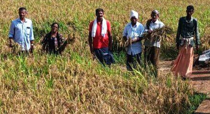 കരിങ്ങാലി പാടശേഖരത്തിലെ ചിറ്റിലപ്പാടത്ത് കൊയ്ത്ത് ഉത്സവം നടത്തി കരിങ്ങാലി പാടശേഖരത്തിലെ ചിറ്റിലപ്പാടത്ത് കൊയ്ത്ത് ഉത്സവം നടത്തി