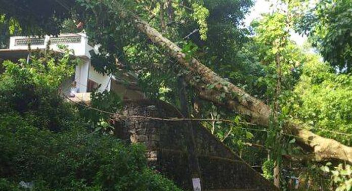 അത്തിക്കയം- മടന്തമൺ റോഡിൽ റബർ മരം വീണ് 11 കെ.വി വൈദ്യുതി പോസ്റ്റ് ഒടിഞ്ഞു അത്തിക്കയം- മടന്തമൺ റോഡിൽ റബർ മരം വീണ് 11 കെ.വി വൈദ്യുതി പോസ്റ്റ് ഒടിഞ്ഞു