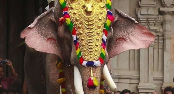 തെച്ചിക്കോട്ടുകാവ് രാമചന്ദ്രന് ഇത്തവണയും തൃശൂർ പൂരം കൂടാനെത്തും തെച്ചിക്കോട്ടുകാവ് രാമചന്ദ്രന് ഇത്തവണയും തൃശൂർ പൂരം കൂടാനെത്തും