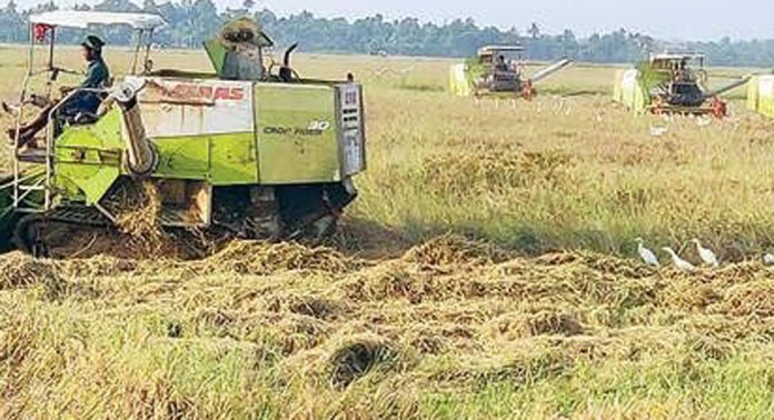 അപ്പർ കുട്ടനാട്ടിൽ നെൽക്കൃഷി വിളവെടുപ്പ് അവസാന ഘട്ടത്തിലെത്തി അപ്പർ കുട്ടനാട്ടിൽ നെൽക്കൃഷി വിളവെടുപ്പ് അവസാന ഘട്ടത്തിലെത്തി