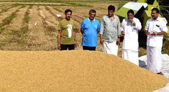ഇത് യുവകർഷകരുടെ വിജയം ; ഒൻപതാം വർഷവും കൊയ്തെടുത്തത് നൂറു മേനി വിളവ് ഇത് യുവകർഷകരുടെ വിജയം ; ഒൻപതാം വർഷവും കൊയ്തെടുത്തത് നൂറു മേനി വിളവ്