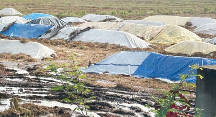 വേനൽ മഴ ; നെല്ലെടുപ്പ് വൈകുന്നു, ആശങ്കയിൽ കര്ഷകര് വേനൽ മഴ ; നെല്ലെടുപ്പ് വൈകുന്നു, ആശങ്കയിൽ കര്ഷകര്