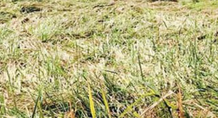 വേനൽമഴ ചതിച്ചു ; കൊയ്ത്ത് യന്ത്രം ഇറങ്ങാനിരിക്കെ കോടങ്കരി പുഞ്ചയുടെ പലഭാഗങ്ങളിലും വെള്ളം കെട്ടി നില്ക്കുന്നു വേനൽമഴ ചതിച്ചു ; കൊയ്ത്ത് യന്ത്രം ഇറങ്ങാനിരിക്കെ കോടങ്കരി പുഞ്ചയുടെ പലഭാഗങ്ങളിലും വെള്ളം കെട്ടി നില്ക്കുന്നു