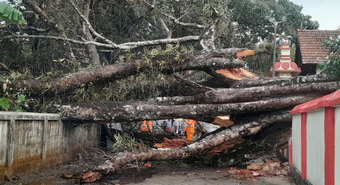 കോന്നിയിൽ കനത്ത മഴയും കാറ്റും ; കെ എസ് ഇ ബി ക്ക് നഷ്ടം 5 ലക്ഷത്തിലേറെ രൂപ കോന്നിയിൽ കനത്ത മഴയും കാറ്റും ; കെ എസ് ഇ ബി ക്ക് നഷ്ടം 5 ലക്ഷത്തിലേറെ രൂപ