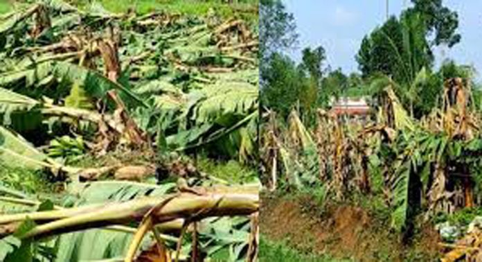 വേനൽമഴ ; വയനാട്ടിൽ കൃഷിനാശം, മീനങ്ങാടിയില് വീടുകൾ തകർന്നു വേനൽമഴ ; വയനാട്ടിൽ കൃഷിനാശം, മീനങ്ങാടിയില് വീടുകൾ തകർന്നു