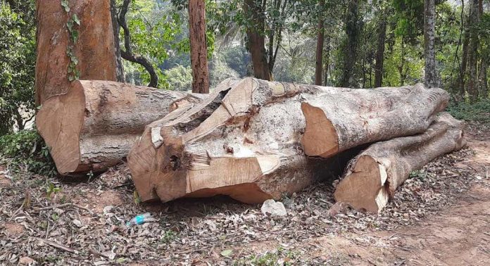 സുഗന്ധഗിരി മരംമുറി : ‘മാനസികമായി പീഡിപ്പിച്ചു’ ; അന്വേഷണ സംഘത്തിനെതിരെ ആരോപണവുമായി കൽപ്പറ്റ റേഞ്ചര് സുഗന്ധഗിരി മരംമുറി : ‘മാനസികമായി പീഡിപ്പിച്ചു’ ; അന്വേഷണ സംഘത്തിനെതിരെ ആരോപണവുമായി കൽപ്പറ്റ റേഞ്ചര്