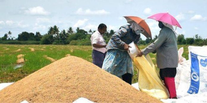നെല്ല് സംഭരണം : 879 കോടി രൂപ കര്ഷകര്ക്ക് വിതരണം ചെയ്തു നെല്ല് സംഭരണം : 879 കോടി രൂപ കര്ഷകര്ക്ക് വിതരണം ചെയ്തു