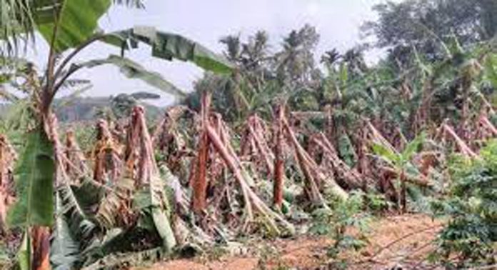 കാറ്റിലും മഴയിലും പന്തളത്ത് വന് കൃഷി നാശം കാറ്റിലും മഴയിലും പന്തളത്ത് വന് കൃഷി നാശം