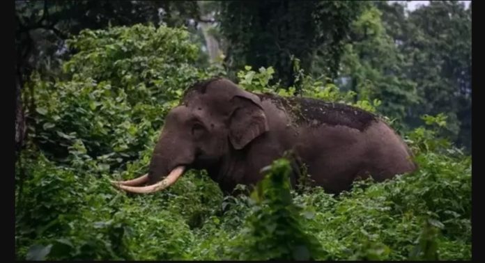 അരിക്കൊമ്പൻ സമിതി ശുപാർശ ജനജീവിതത്തിനും ടൂറിസം മേഖലക്കും ദോഷകരമായതെന്ന് ആക്ഷേപം അരിക്കൊമ്പൻ സമിതി ശുപാർശ ജനജീവിതത്തിനും ടൂറിസം മേഖലക്കും ദോഷകരമായതെന്ന് ആക്ഷേപം