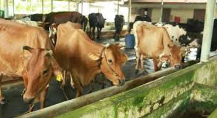 ചൂട് രൂക്ഷമായതോടെ പള്ളിക്കൽ പഞ്ചായത്തിലെ ക്ഷീരകർഷകർ വൻ പ്രതിസന്ധിയിൽ ചൂട് രൂക്ഷമായതോടെ പള്ളിക്കൽ പഞ്ചായത്തിലെ ക്ഷീരകർഷകർ വൻ പ്രതിസന്ധിയിൽ