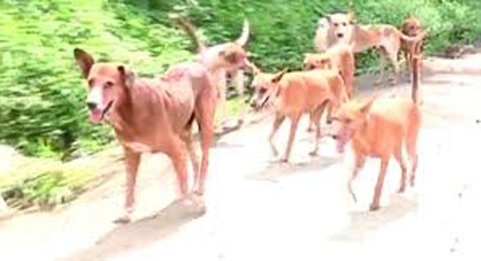 അയിരൂർ പഞ്ചായത്തില് തെരുവുനായ ശല്യം രൂക്ഷം അയിരൂർ പഞ്ചായത്തില് തെരുവുനായ ശല്യം രൂക്ഷം