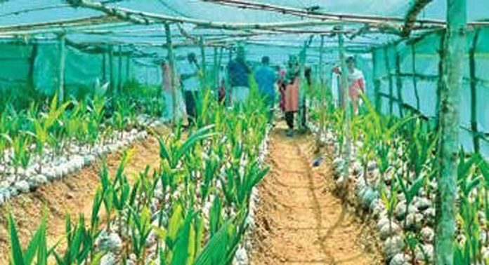 കൊടുമണ്ണിൽ 26000 തെങ്ങിൻതൈകൾ നടുന്നു കൊടുമണ്ണിൽ 26000 തെങ്ങിൻതൈകൾ നടുന്നു