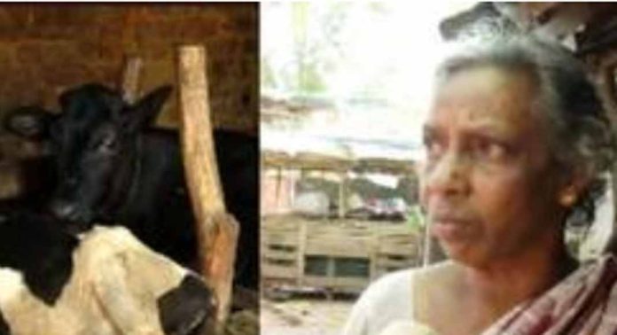 നെയ്യാറ്റിൻകരയിൽ പ്രത്യേക തരം പുല്ല് കഴിച്ചതിന് പിന്നാലെ ക്ഷീരകർഷകന്റെ ആറ് പശുക്കൾ ചത്തു നെയ്യാറ്റിൻകരയിൽ പ്രത്യേക തരം പുല്ല് കഴിച്ചതിന് പിന്നാലെ ക്ഷീരകർഷകന്റെ ആറ് പശുക്കൾ ചത്തു