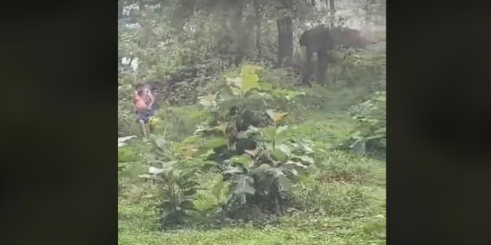 മധുരപലഹാരങ്ങള് എറിഞ്ഞുകൊടുത്ത് കാട്ടാനയെ പ്രകോപിപ്പിച്ചു ; വിനോദ സഞ്ചാരികള്ക്കെതിരെ കേസ് മധുരപലഹാരങ്ങള് എറിഞ്ഞുകൊടുത്ത് കാട്ടാനയെ പ്രകോപിപ്പിച്ചു ; വിനോദ സഞ്ചാരികള്ക്കെതിരെ കേസ്