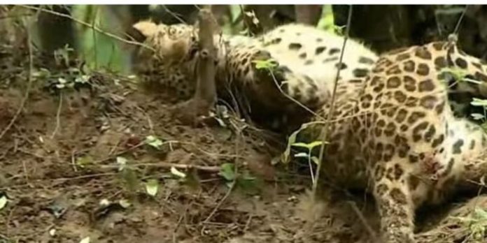 പാലക്കാട് മയക്കുവെടിവെച്ച് പിടികൂടിയ പുലി ചത്തു പാലക്കാട് മയക്കുവെടിവെച്ച് പിടികൂടിയ പുലി ചത്തു