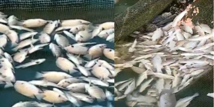 മത്സ്യങ്ങൾ കൂട്ടമായി ചത്തുപൊങ്ങിയ സംഭവം ; മത്സ്യകർഷകർക്ക് അർഹമായ നഷ്ടപരിഹാരം നൽകാൻ റിപ്പോർട്ട് സമർപ്പിക്കും: പിസിബി മത്സ്യങ്ങൾ കൂട്ടമായി ചത്തുപൊങ്ങിയ സംഭവം ; മത്സ്യകർഷകർക്ക് അർഹമായ നഷ്ടപരിഹാരം നൽകാൻ റിപ്പോർട്ട് സമർപ്പിക്കും: പിസിബി