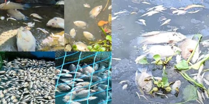 പെരിയാറിൽ മത്സ്യങ്ങൾ ചത്ത സംഭവം : വിശദ അന്വേഷണത്തിന് നിർദേശം പെരിയാറിൽ മത്സ്യങ്ങൾ ചത്ത സംഭവം : വിശദ അന്വേഷണത്തിന് നിർദേശം