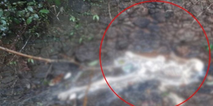 കോട്ടയത്ത് അസ്ഥികൂടം കണ്ടെത്തിയ സംഭവം ; പോലീസും സയന്റിഫിക് വിദഗ്ധരും പരിശോധന നടത്തി കോട്ടയത്ത് അസ്ഥികൂടം കണ്ടെത്തിയ സംഭവം ; പോലീസും സയന്റിഫിക് വിദഗ്ധരും പരിശോധന നടത്തി