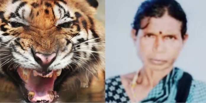 ആടുകളെ മേയ്ക്കുന്നതിനിടെ കടുവ ആക്രമിച്ചു ; 48കാരി മരിച്ചു ആടുകളെ മേയ്ക്കുന്നതിനിടെ കടുവ ആക്രമിച്ചു ; 48കാരി മരിച്ചു