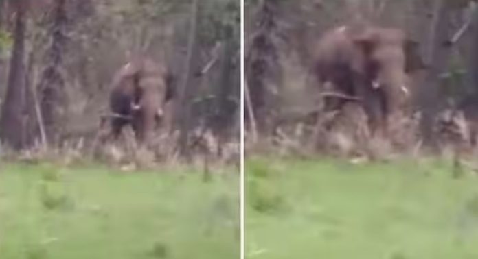 കഞ്ചിക്കോട് സർവേയ്ക്കെത്തിയ ഉദ്യോഗസ്ഥരെ വിരട്ടിയോടിച്ച് കാട്ടാനക്കൂട്ടം കഞ്ചിക്കോട് സർവേയ്ക്കെത്തിയ ഉദ്യോഗസ്ഥരെ വിരട്ടിയോടിച്ച് കാട്ടാനക്കൂട്ടം
