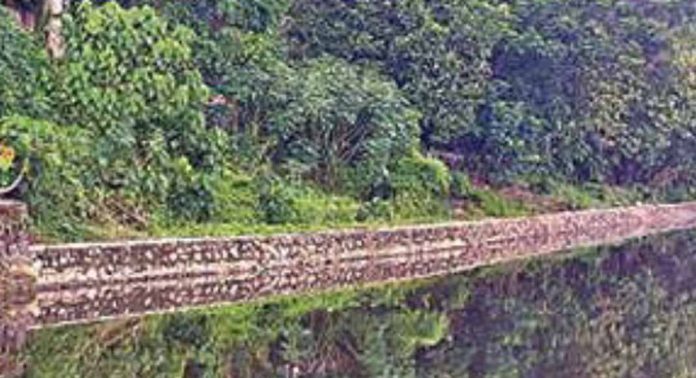 ആലപ്പുഴയില് കാടുപിടിച്ച് കനാൽത്തീരങ്ങൾ ആലപ്പുഴയില് കാടുപിടിച്ച് കനാൽത്തീരങ്ങൾ