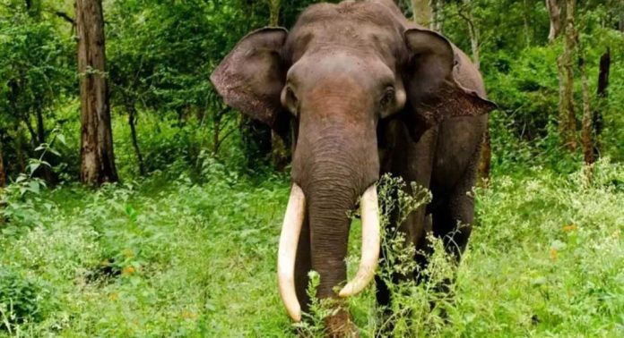 മനുഷ്യ വന്യ ജീവി സംഘർഷം കുറക്കാൻ കോന്നിയിലേക്ക് ദ്രുതകർമ്മ സേനയെത്തുന്നു മനുഷ്യ വന്യ ജീവി സംഘർഷം കുറക്കാൻ കോന്നിയിലേക്ക് ദ്രുതകർമ്മ സേനയെത്തുന്നു