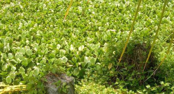 അമ്പലപ്പുഴയിലെ ഇട തോടുകൾ പോള നിറഞ്ഞ് നീരൊഴുക്ക് നിലച്ച നിലയിൽ അമ്പലപ്പുഴയിലെ ഇട തോടുകൾ പോള നിറഞ്ഞ് നീരൊഴുക്ക് നിലച്ച നിലയിൽ
