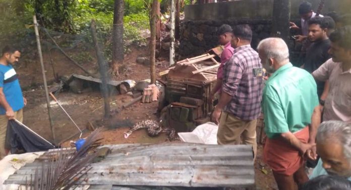 റാന്നിയിൽ കോഴികൂട്ടില് കയറിയ പെരുമ്പാമ്പിനെ പിടികൂടി റാന്നിയിൽ കോഴികൂട്ടില് കയറിയ പെരുമ്പാമ്പിനെ പിടികൂടി