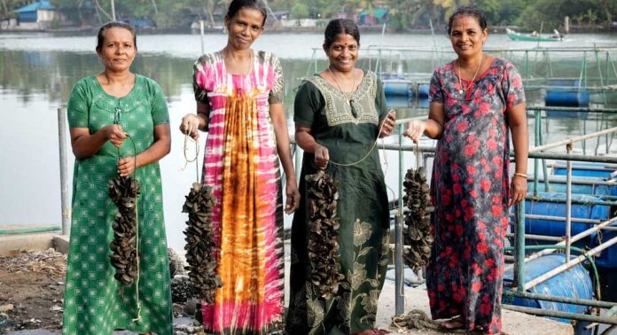 സ്ത്രീ കൂട്ടായ്മയിൽ നൂറുമേനി വിളവെടുപ്പുമായി കല്ലുമ്മക്കായ കൃഷി സ്ത്രീ കൂട്ടായ്മയിൽ നൂറുമേനി വിളവെടുപ്പുമായി കല്ലുമ്മക്കായ കൃഷി