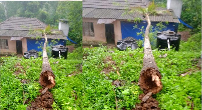 ശക്തമായ മഴ : റാന്നിയിൽ വീടിനു മുകളില് തെങ്ങ് വീണു ശക്തമായ മഴ : റാന്നിയിൽ വീടിനു മുകളില് തെങ്ങ് വീണു