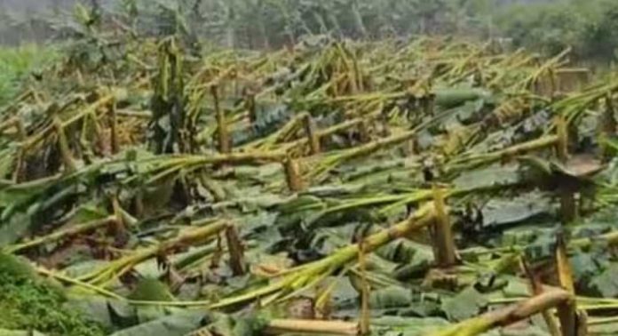 തിരുവനന്തപുരം ജില്ലയില് ശക്തമായ വേനല് മഴയെ തുടര്ന്ന് 11 കോടിയുടെ കൃഷിനാശം തിരുവനന്തപുരം ജില്ലയില് ശക്തമായ വേനല് മഴയെ തുടര്ന്ന് 11 കോടിയുടെ കൃഷിനാശം