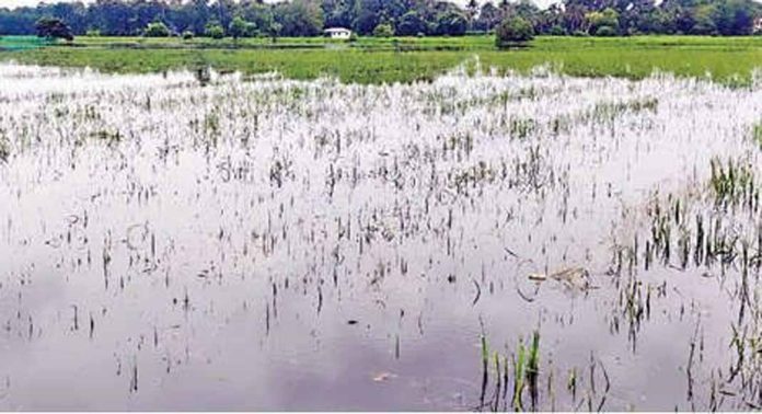 പുലിയൂർ പഞ്ചായത്തില് കൊയ്ത്തിനു പാകമായ 42 ഹെക്ടർ നെൽക്കൃഷി വെള്ളംകയറി നശിച്ചു പുലിയൂർ പഞ്ചായത്തില് കൊയ്ത്തിനു പാകമായ 42 ഹെക്ടർ നെൽക്കൃഷി വെള്ളംകയറി നശിച്ചു