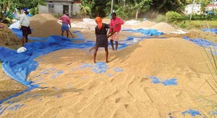 കൊയ്ത്ത് കഴിഞ്ഞു ; നെല്ലുണക്കാന് സ്ഥലമില്ലാതെ കരിങ്ങാലിപ്പാടത്തെ കര്ഷകര് കൊയ്ത്ത് കഴിഞ്ഞു ; നെല്ലുണക്കാന് സ്ഥലമില്ലാതെ കരിങ്ങാലിപ്പാടത്തെ കര്ഷകര്