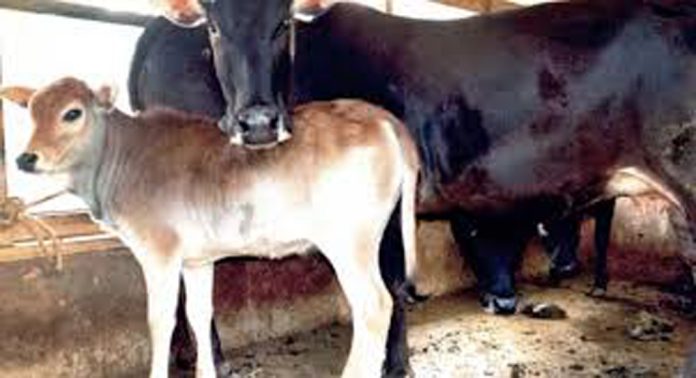 കഴിഞ്ഞ രണ്ടാഴ്ചയ്ക്കിടെ ജില്ലയിൽ സൂര്യതാപമേറ്റ് പത്ത് പശുക്കൾ ചത്തതായി ക്ഷീരവികസന വകുപ്പ് കഴിഞ്ഞ രണ്ടാഴ്ചയ്ക്കിടെ ജില്ലയിൽ സൂര്യതാപമേറ്റ് പത്ത് പശുക്കൾ ചത്തതായി ക്ഷീരവികസന വകുപ്പ്