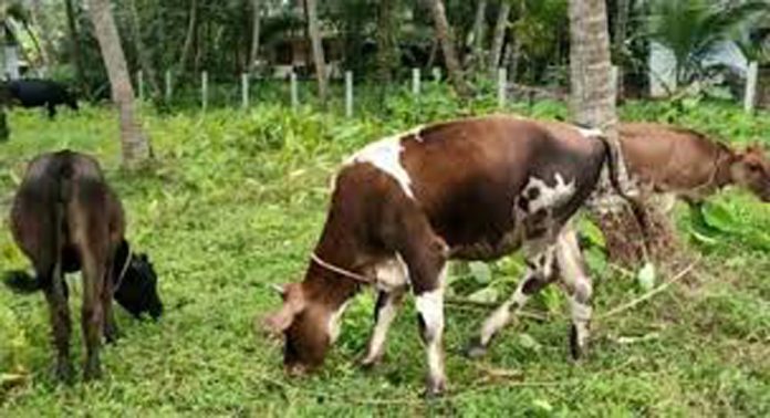 വയനാട് പെരുന്തട്ടയിൽ പശുവിനെ വന്യജീവി ആക്രമിച്ചു വയനാട് പെരുന്തട്ടയിൽ പശുവിനെ വന്യജീവി ആക്രമിച്ചു