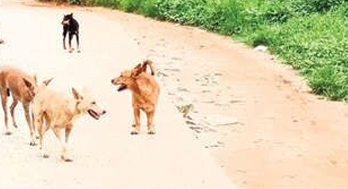 ഇട്ടിയപ്പാറ ടൗണിലും സമീപഭാഗങ്ങളിലും തെരുവുനായകളുടെ എണ്ണം കൂടുന്നു ഇട്ടിയപ്പാറ ടൗണിലും സമീപഭാഗങ്ങളിലും തെരുവുനായകളുടെ എണ്ണം കൂടുന്നു