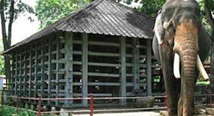 കോന്നി ആനക്കൂട്ടിലെ ആനകളെ പേരുവാലിയിലേക്ക് പുതിയ ആന ക്യാമ്പ് തുറന്ന് മാറ്റാൻ നീക്കം കോന്നി ആനക്കൂട്ടിലെ ആനകളെ പേരുവാലിയിലേക്ക് പുതിയ ആന ക്യാമ്പ് തുറന്ന് മാറ്റാൻ നീക്കം