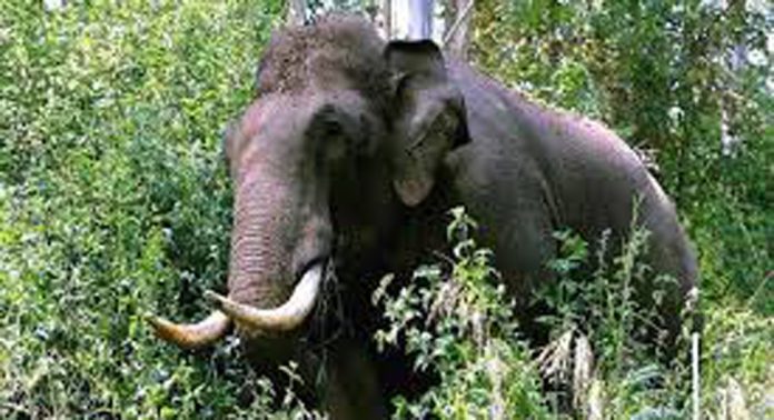 കോട്ടമൺപാറയിൽ കാട്ടാന ശല്യം രൂക്ഷം കോട്ടമൺപാറയിൽ കാട്ടാന ശല്യം രൂക്ഷം