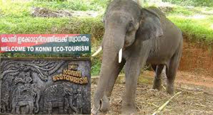 കോന്നി ആനത്താവളത്തിലെ ആനകൾക്ക് പുതിയ ക്യാമ്പ് തുറക്കാൻ കുമ്മണ്ണൂരിലെ വനപ്രദേശവും പരിഗണിക്കുന്നു കോന്നി ആനത്താവളത്തിലെ ആനകൾക്ക് പുതിയ ക്യാമ്പ് തുറക്കാൻ കുമ്മണ്ണൂരിലെ വനപ്രദേശവും പരിഗണിക്കുന്നു