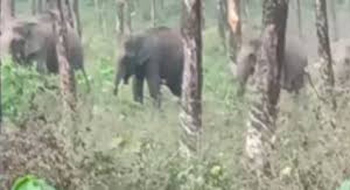 കാടിറങ്ങി കാട്ടാനകള് ; ഭീതിയില് മലയോര ഗ്രാമം കാടിറങ്ങി കാട്ടാനകള് ; ഭീതിയില് മലയോര ഗ്രാമം